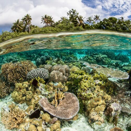 jardin-de-corail-Sailinity - Sailinity - Excursions à la voile entre Raiatea et Taha'a Jardin de corail sailinity Sailinity Excursions à La Voile Entre Raiatea Et Tahaa